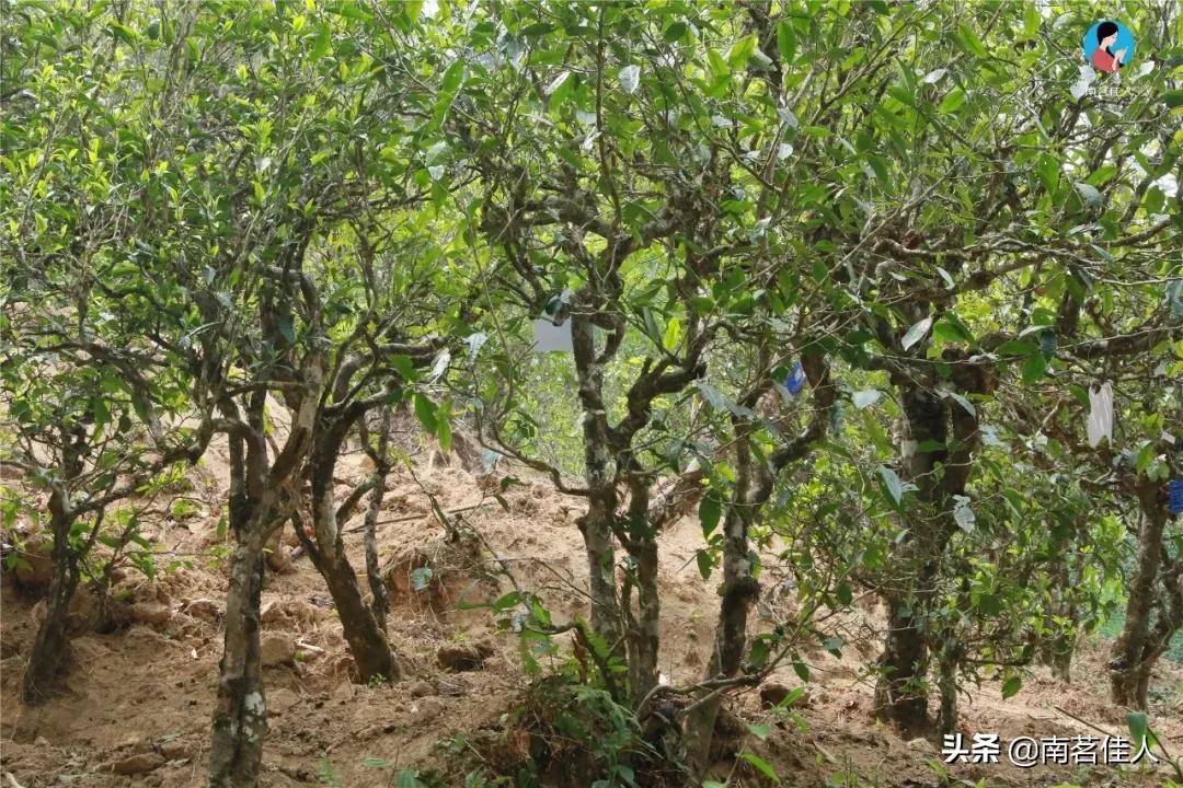 冰岛老寨大秋茶园的茶是真的吗,冰岛五寨之一糯伍什么口感