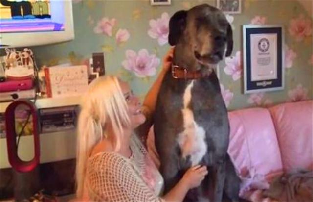 世界上最大的狗但是一点也不凶猛,你知道世界上最大的狗有多大吗