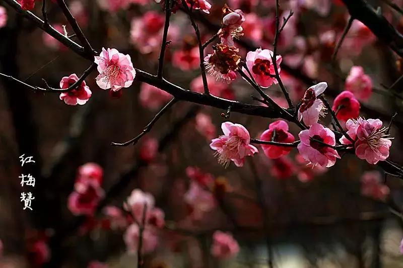 70年有什么经典的歌,6070年代都在听的一首歌