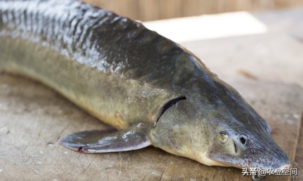 鲟鱼养殖条件和技术要求,鲟鱼养殖技巧
