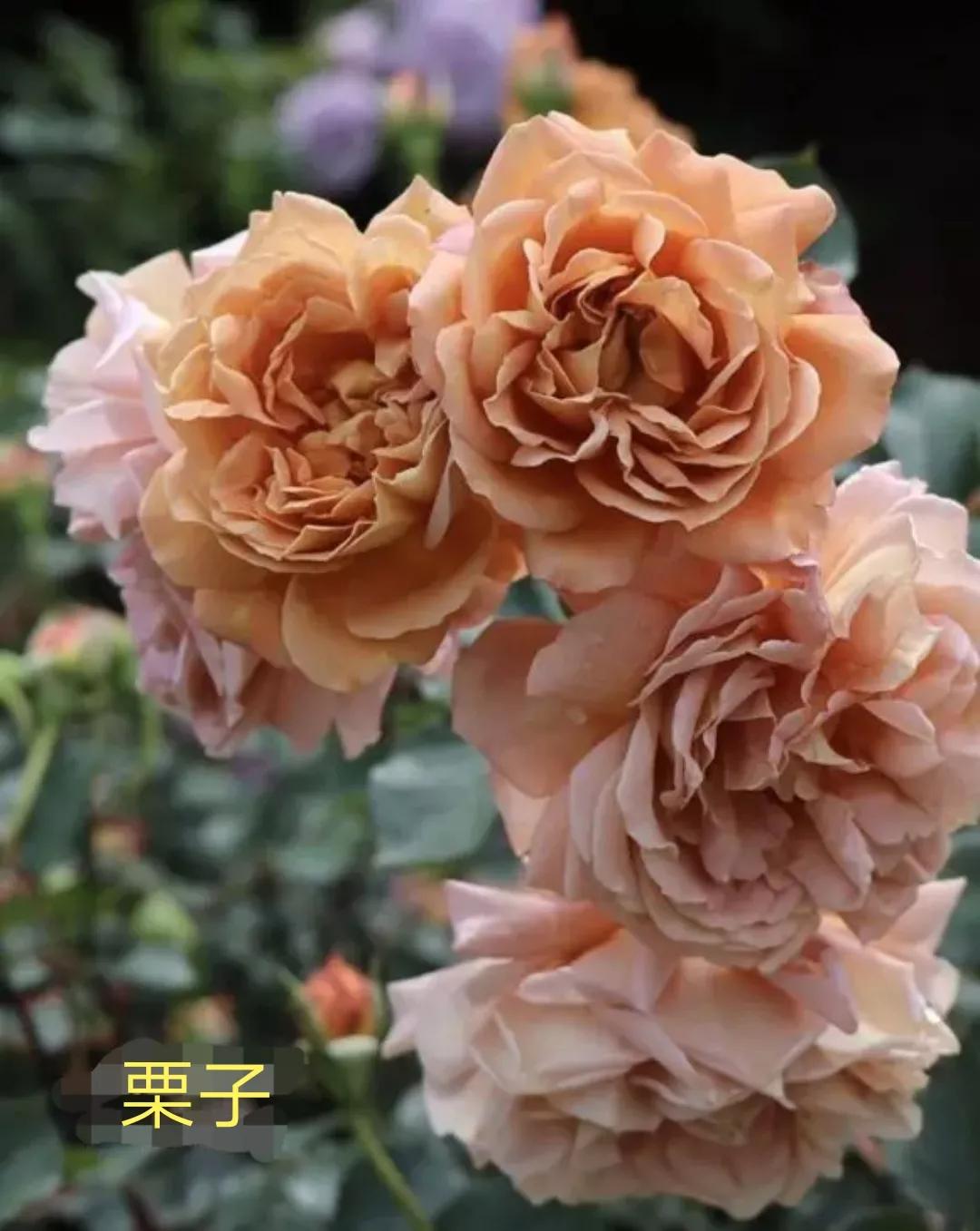 2020年木村卓功月季新品,木村卓功的月季都比较耐阴吗