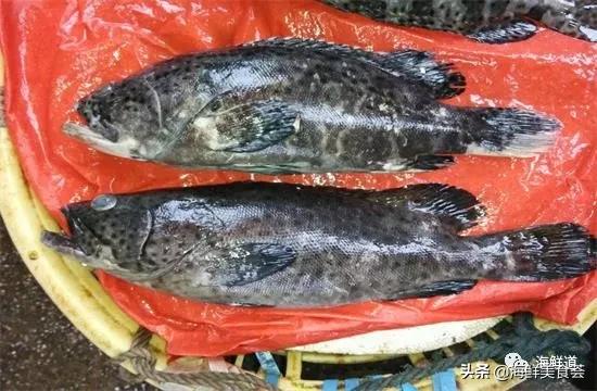 好吃不贵的海鲜种类有哪些,最好吃又最常见海鲜有几种