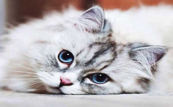 疫情期间禁止出行,疫情当下武汉禁止带宠物进城么