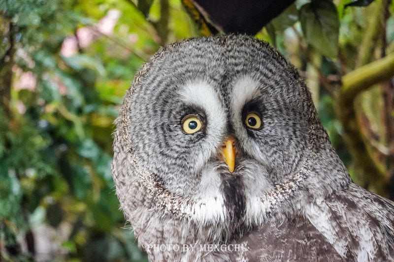鐚ご楣板悏鍗滃姏骞绘兂,鏃ユ湰鐚挭绔ヨ瘽灏忛晣