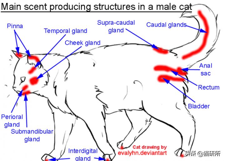 脚气传染猫咪 (猫咪脚气一般什么症状)