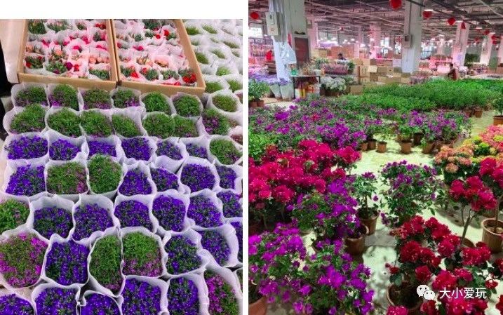 过年必逛花卉市场,北京值得去的花卉市场