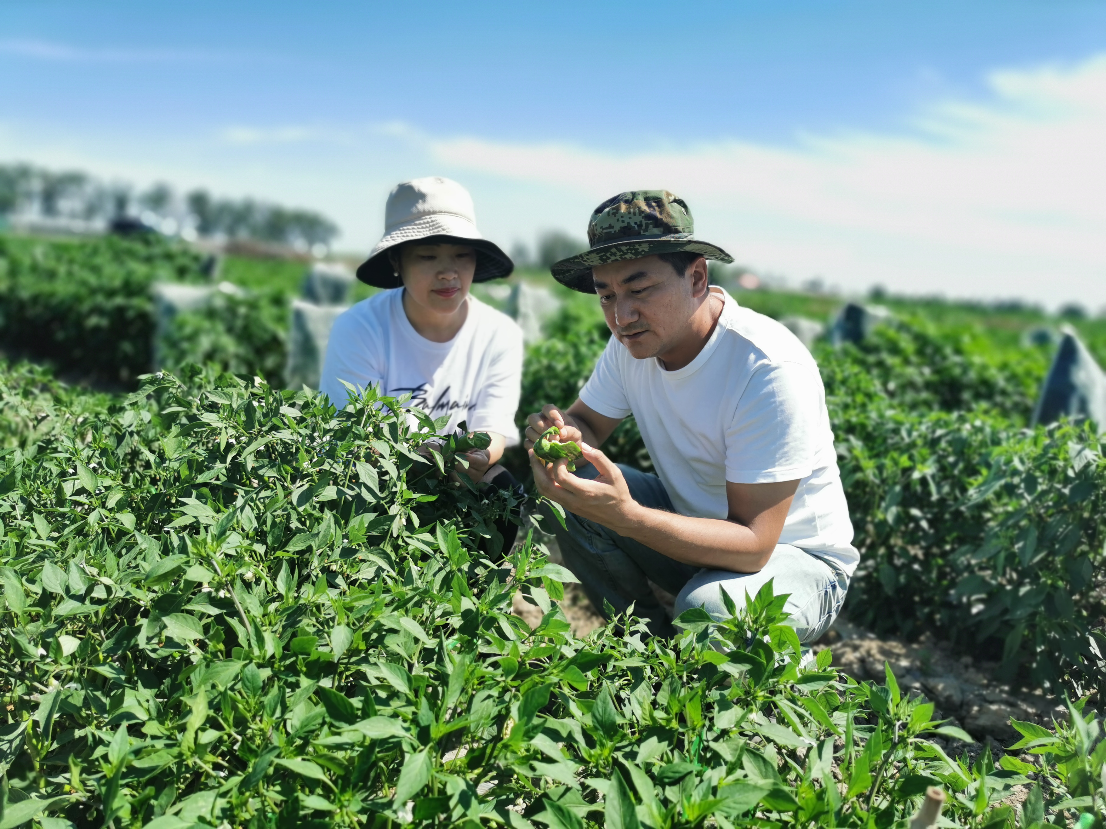 辣椒的味道是什么,辣椒的辣味在哪里