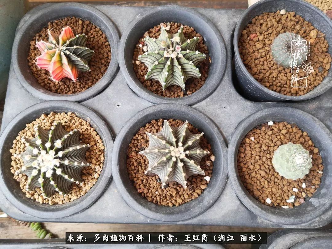 仙人球春天露养条件,仙人球露养条件