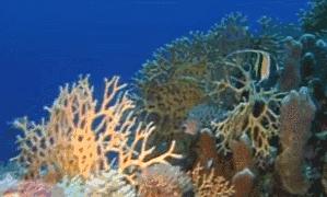 人类面临的生态困境包括哪,生态农业的可能性以及前景