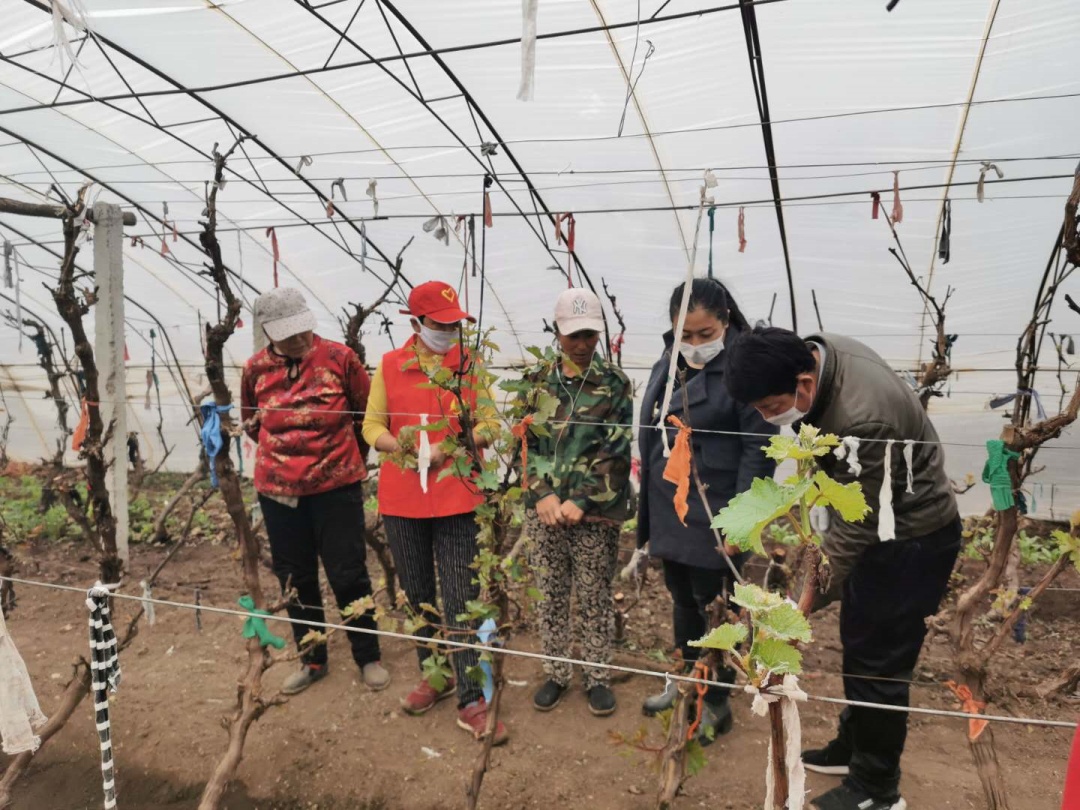 兴安盟突泉县突泉镇用“志愿花”结出“文明果