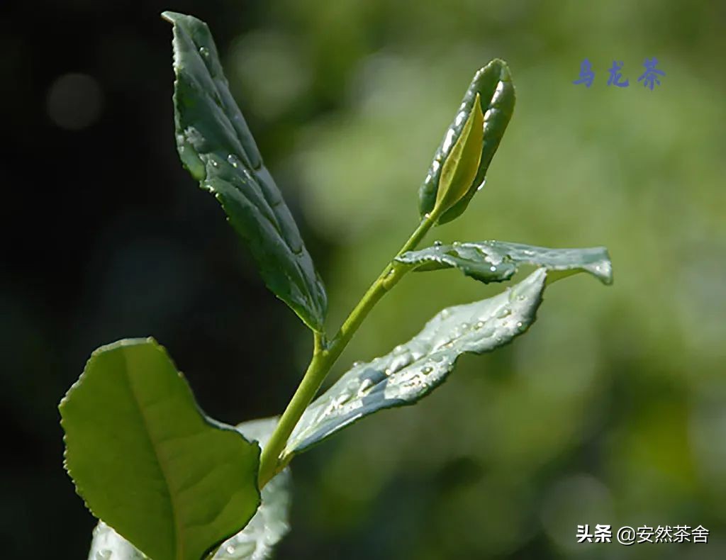 中国茶界香气高的茶,六大茶类各茶香气特点