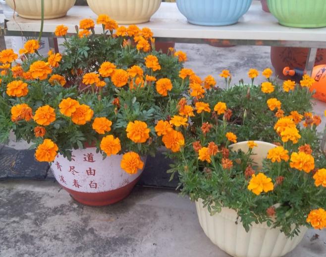 家里养什么植物驱蚊还美观,家里十种驱蚊植物哪种最好