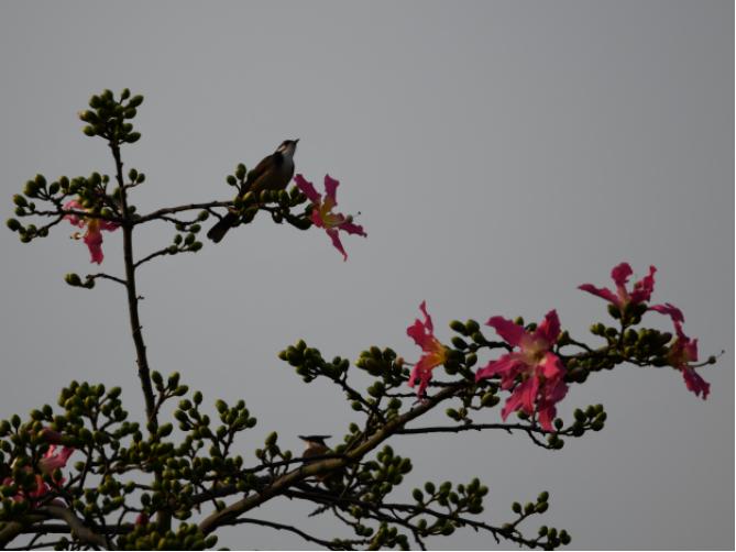 广州晓港公园拍到黑枕黄鹂,广州晓港公园简介