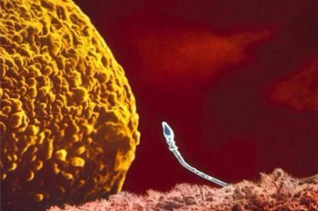 精子卵子结合十大征兆,精子和卵子结合过程有多艰难