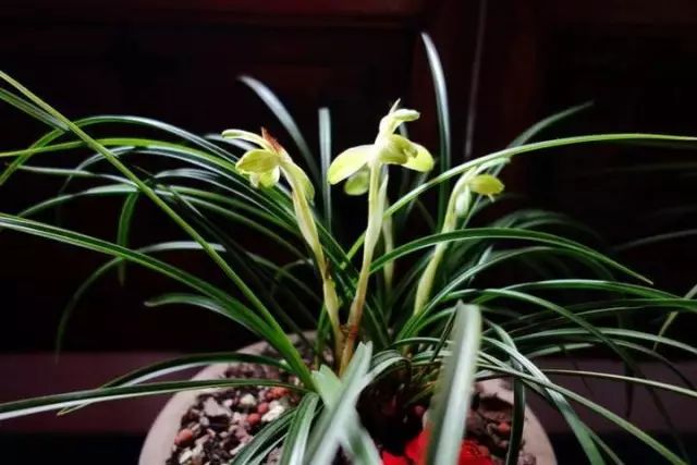 兰花常见病虫害的防治与分享,兰花的病虫害怎么处理最好