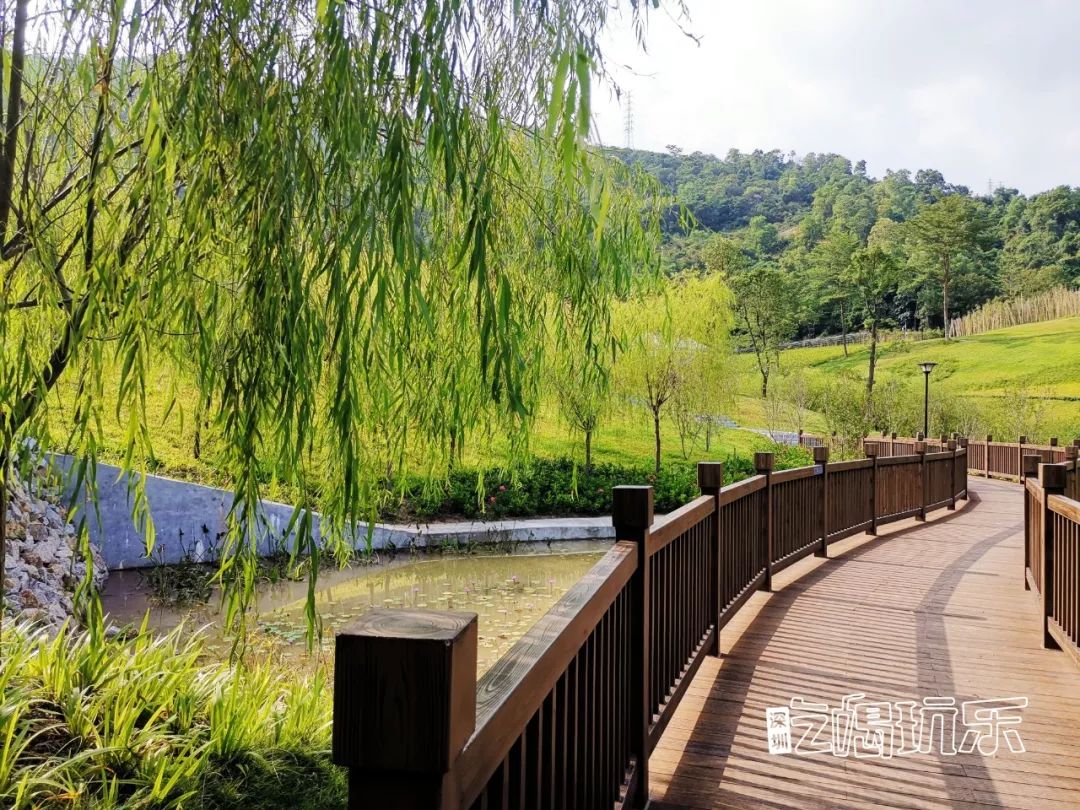 深圳最美簕杜鹃谷公园花海,宝安区花海赏花景点