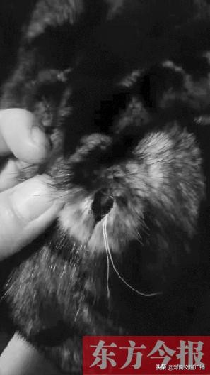 貂皮衣服破洞怎么修补视频,郑州女子买貂皮大衣