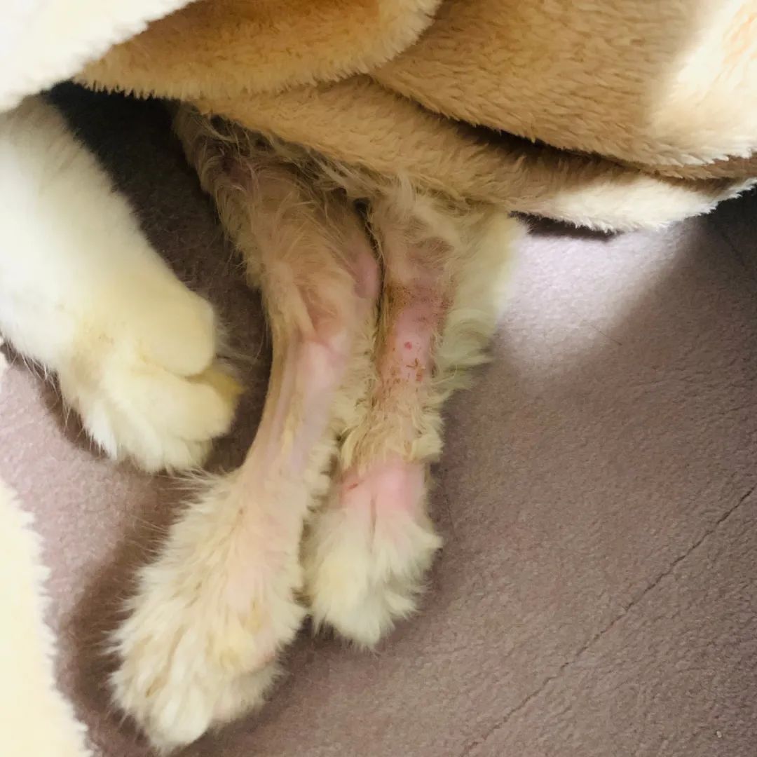 小佩饮水机3代漏电吗,小佩宠物饮水机真的有用吗