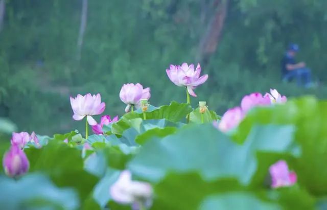 昌平哪个地方的公园最好,昌平区主要公园及景点