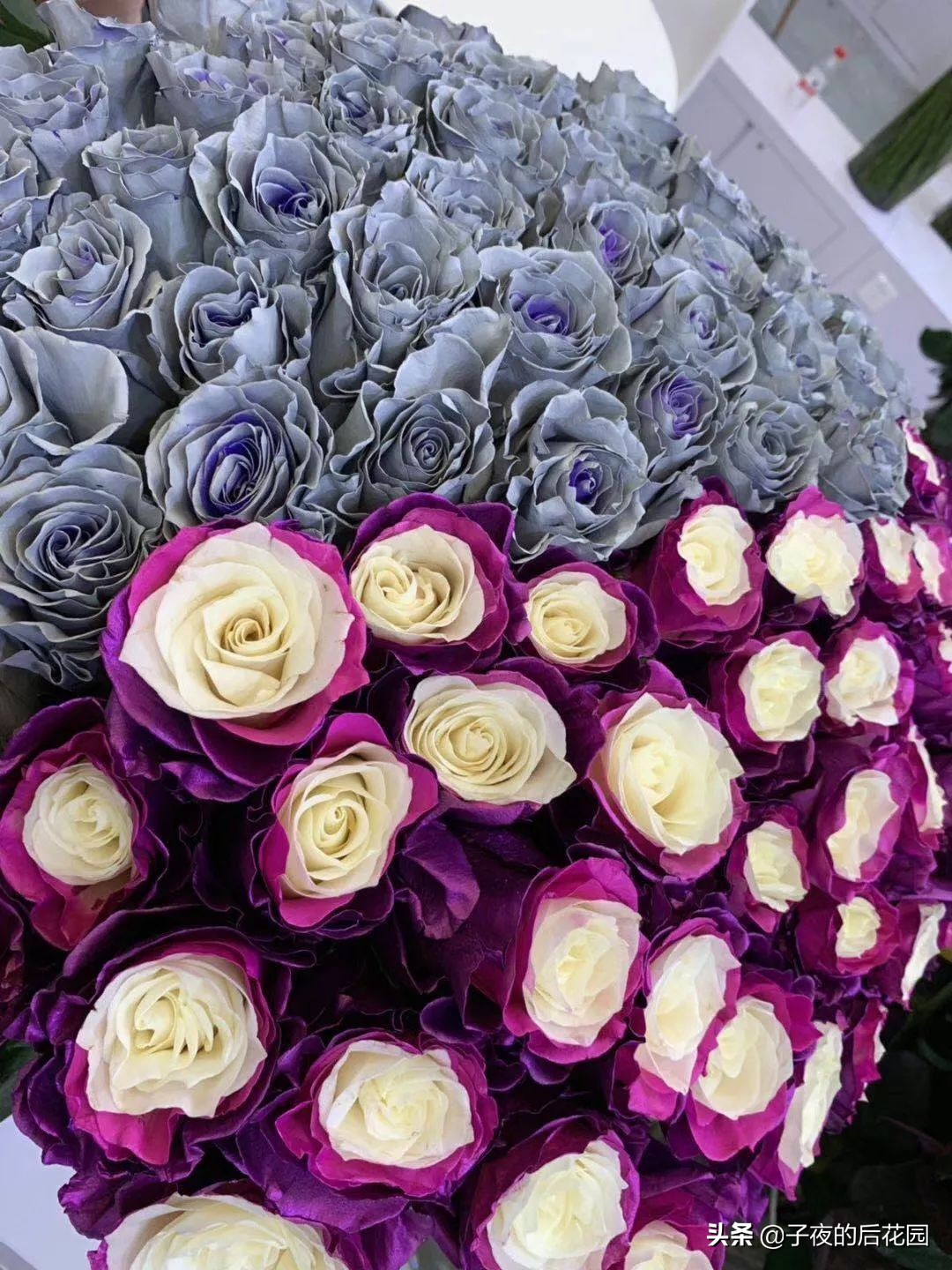 最好的进口玫瑰,进口玫瑰品种