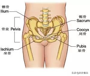 骨盆那些事儿：骨盆错位是女性疾病根源