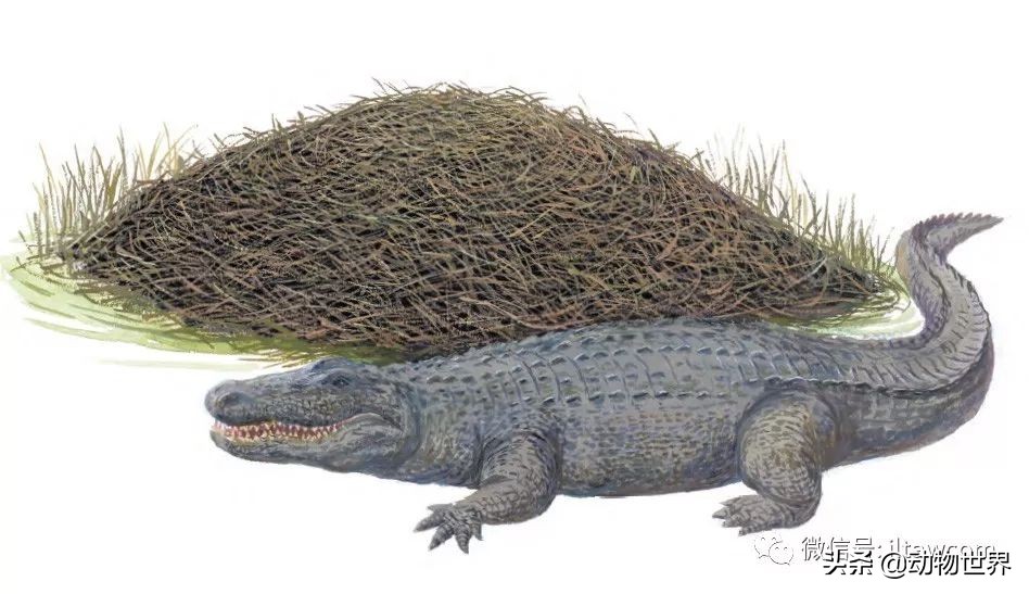 手绘动物地图,探索大自然手绘画