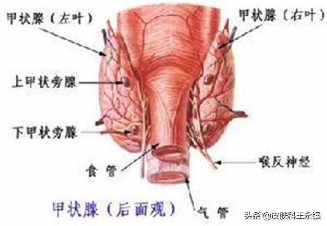 有女性身上不长毛毛是什么原因,女性皮肤多毛的原因