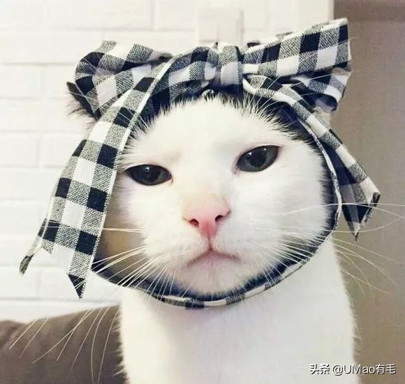 刷毛神器猫毛清理器,真正好用的猫去毛神器