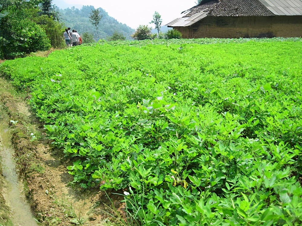 因为美，世界人民为何不爱它