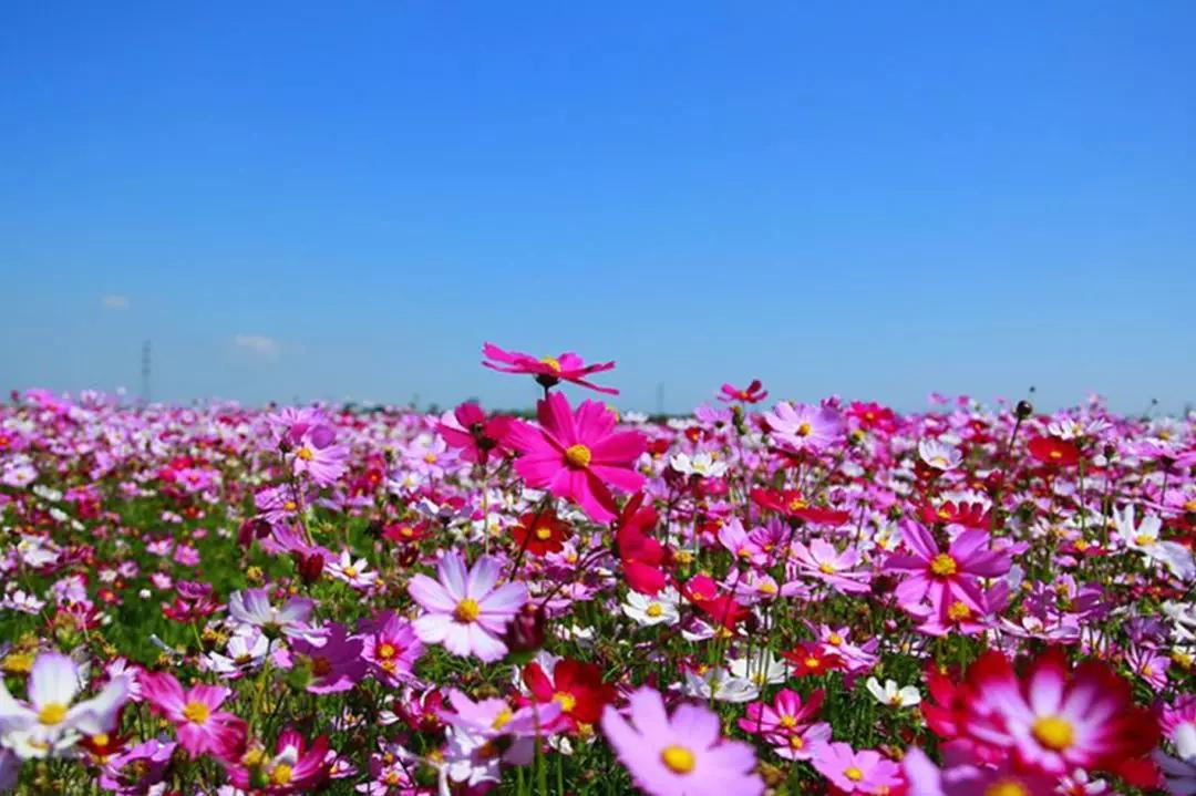 张北最美的景区是哪里,最美的草原自驾游路线攻略