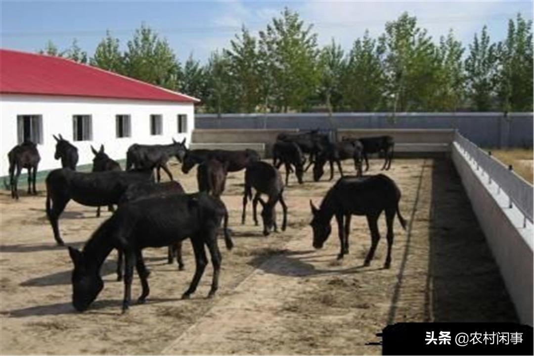 养驴热度越来越高,别盲目涉足,提前做好这些方面才是关键