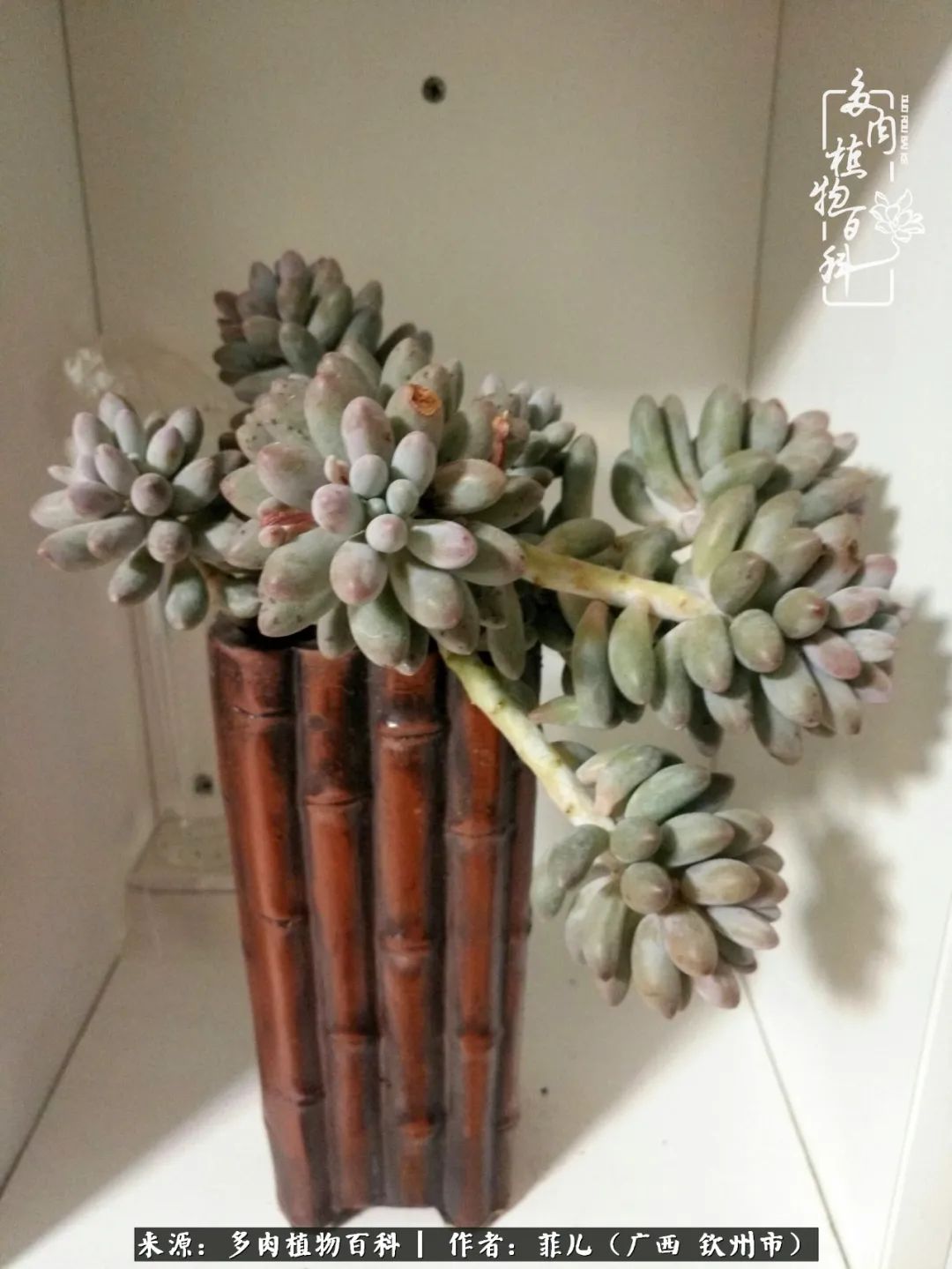 多肉相伴的感悟,与多肉为伴的时光真的很美好