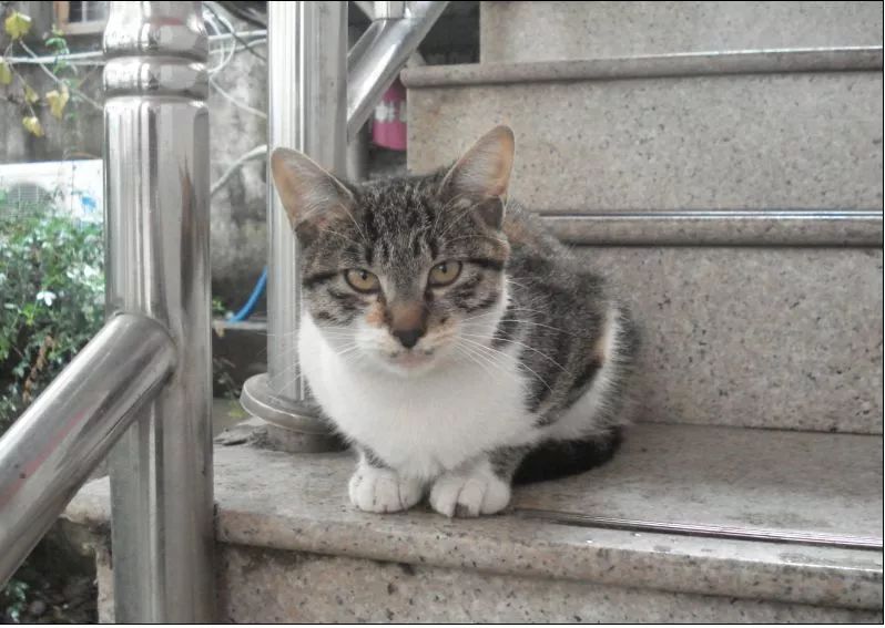 爱猫不慎走失，原因令主人伤心，铲屎官应学两种寻猫小方法！