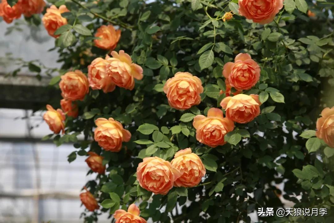 阳台还可以种植什么花种,阳台上也可以种出好看的花