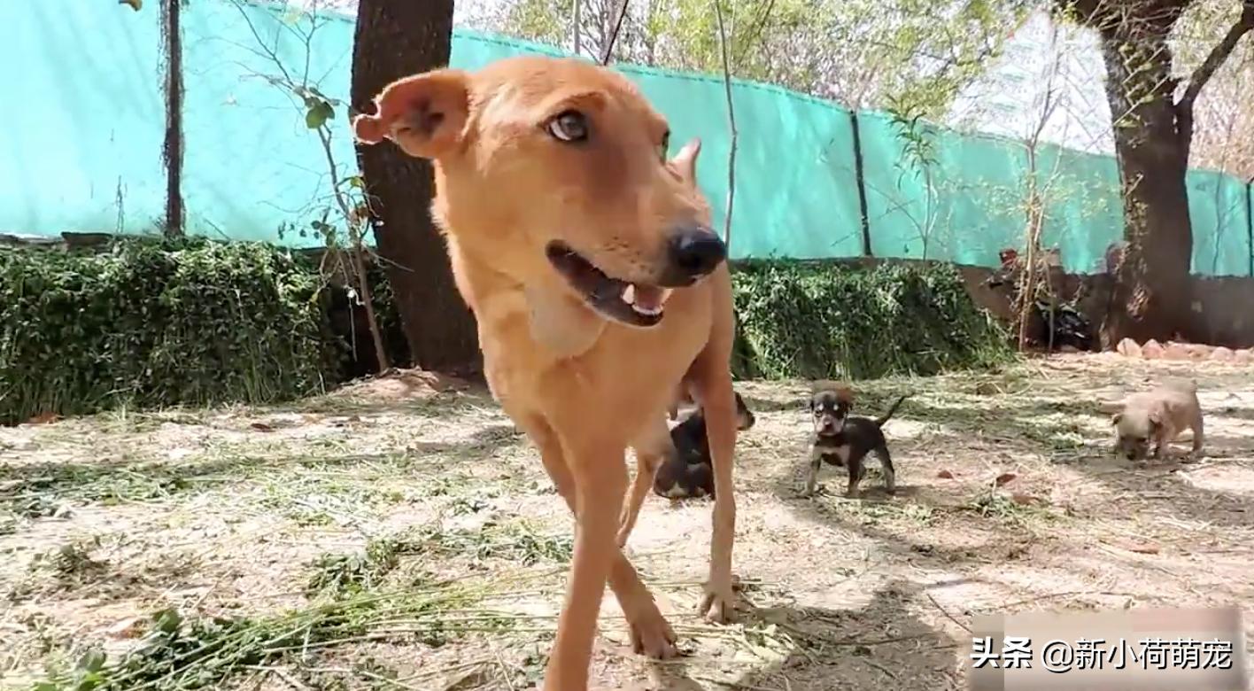 狗脖子上的脓包,狗妈妈浑身哆嗦