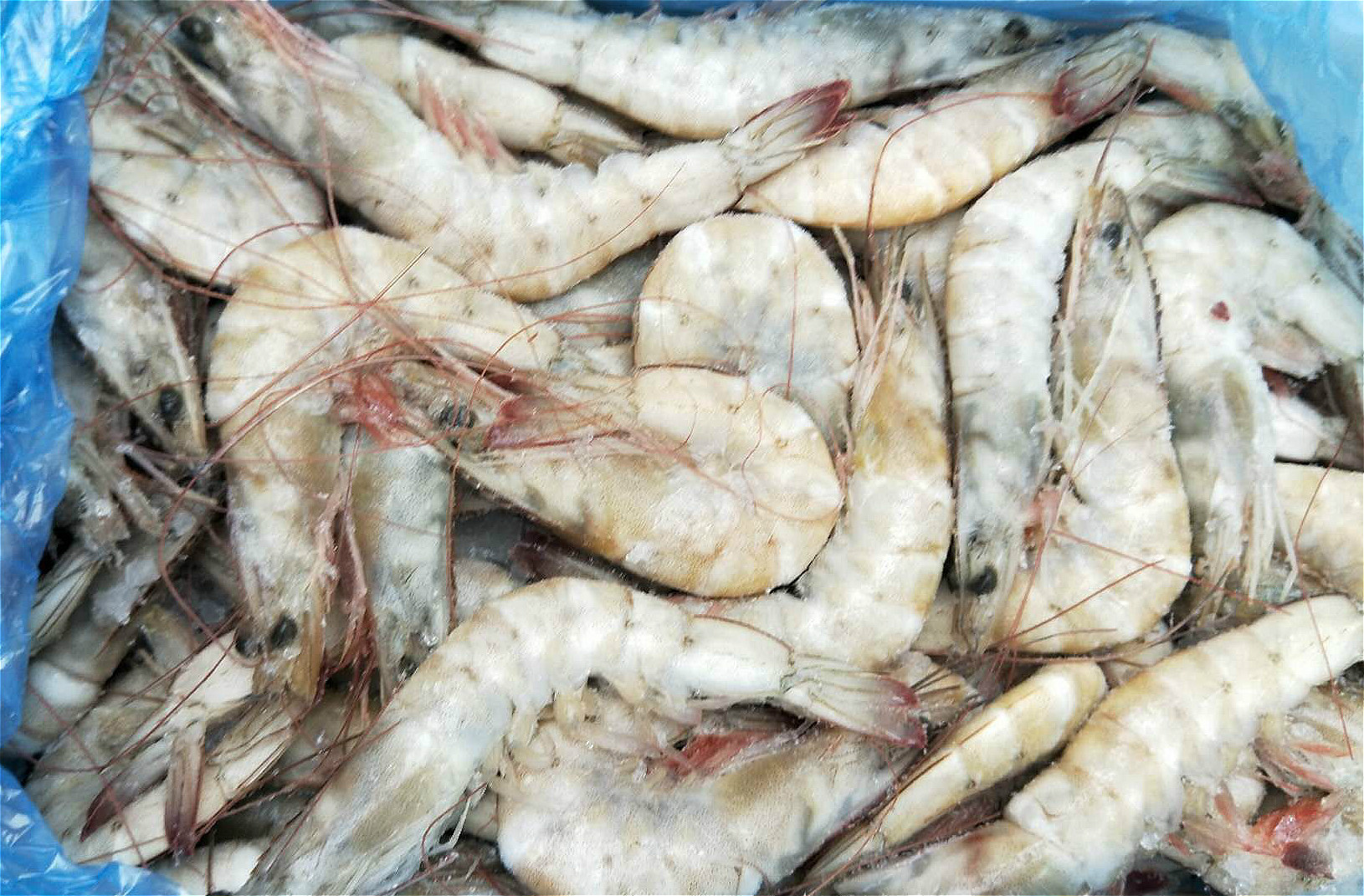 买冻虾有什么讲究没,买冻品虾要注意什么