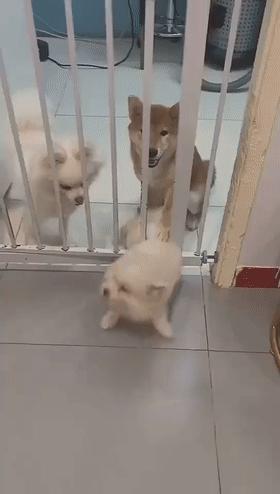 狗子不听话是你心太软,狗子不护主人