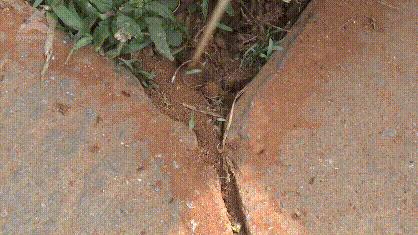 红火蚁咬到人死亡事件,红火蚁出没村民被咬出现休克