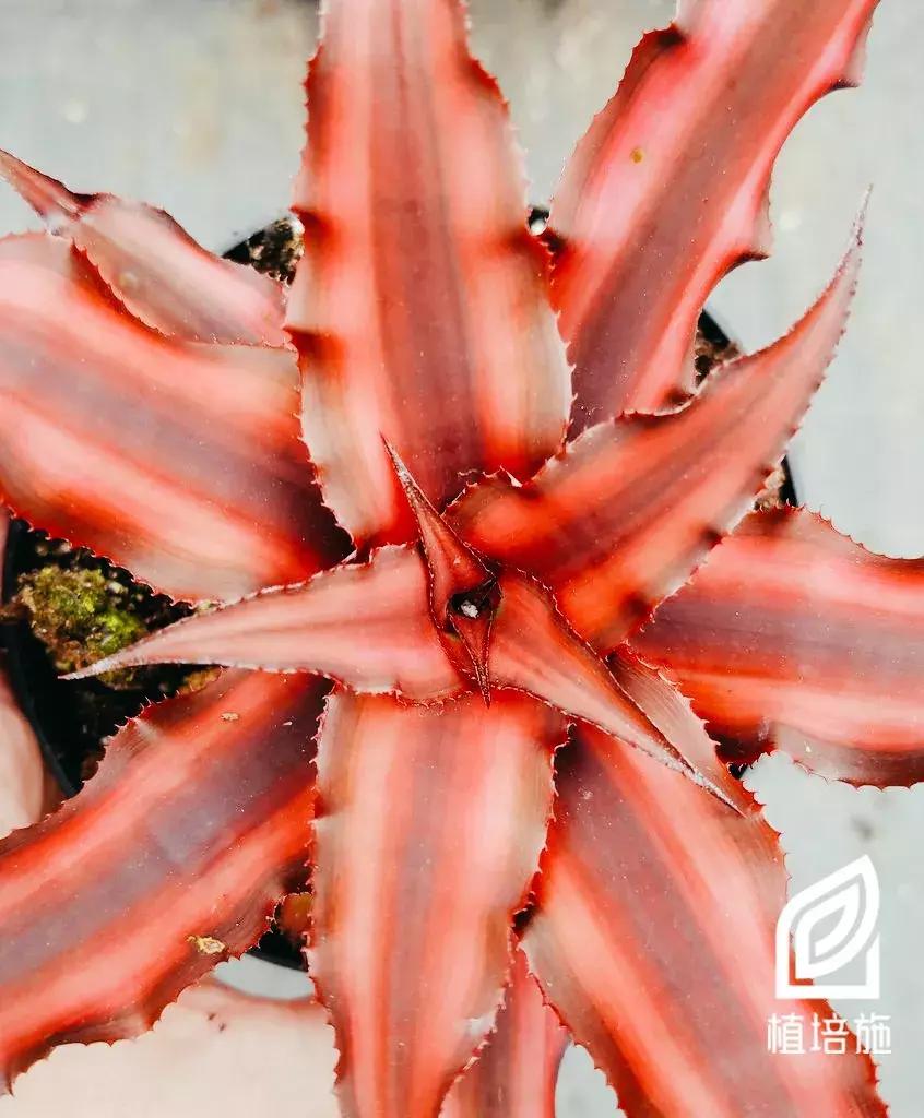 姬凤梨水培最简单的方法,姬凤梨的养护方法