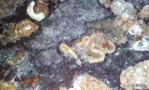 易养殖:带你治好鸡腺胃炎