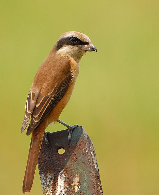 东江揽胜,惠州淡水常见鸟类图谱