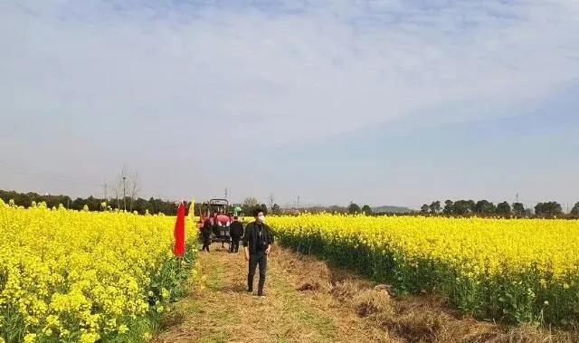 春暖花开荆州,荆州古城春暖花开视频