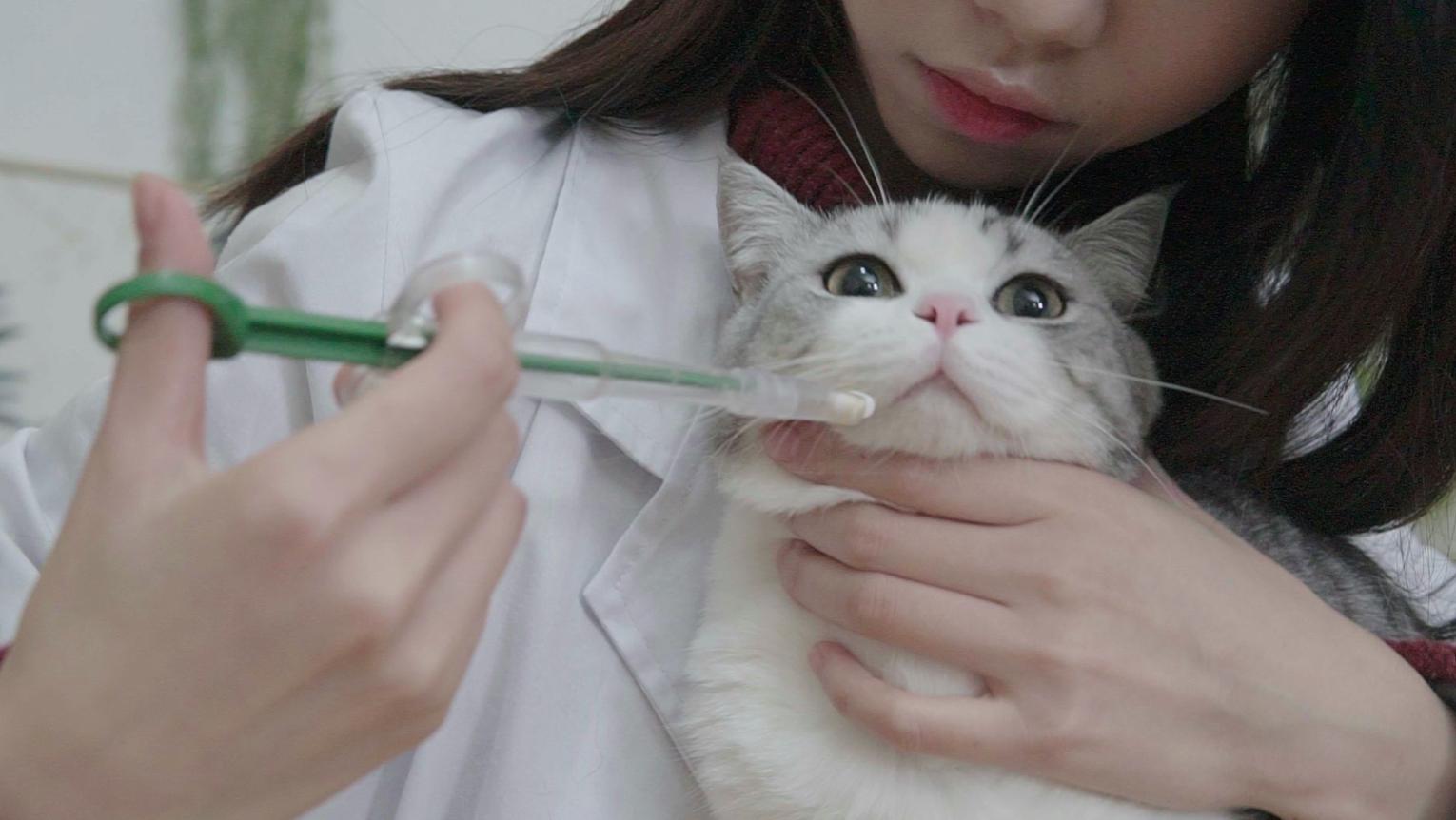 用喂药神器怎样给猫咪喂药,给猫咪喂药就吐