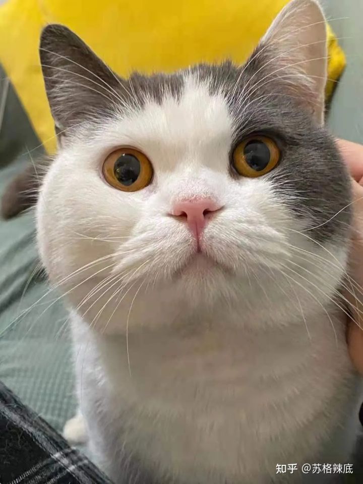 自由撰稿人写作方向,自由撰稿人的出路在哪里