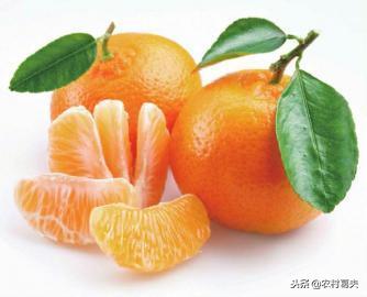 橙子和橘子的区别视频,橙子和橘子的区别止咳