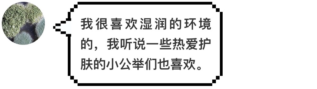汉堡王又碰瓷麦当劳了，这次用的是发霉的汉堡