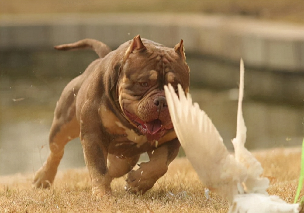 爱宠护理:狗狗伤口化脓溃烂用什么药,才能让狗狗尽快恢复?