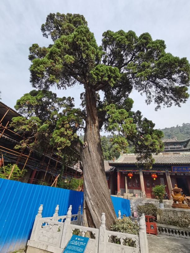 卦山的古柏特点100字,卦山古柏群