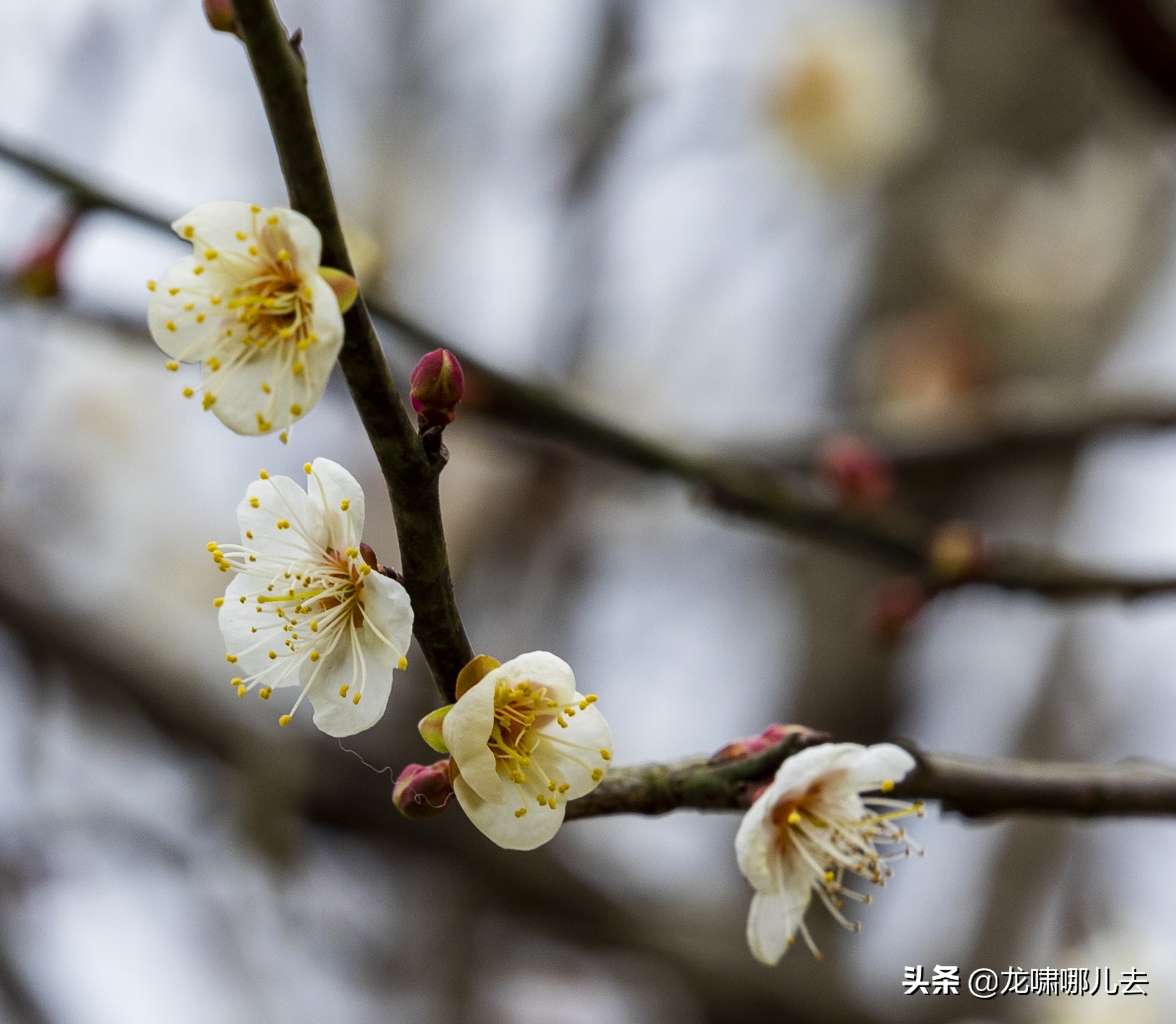 梁化梅园梅花观赏最佳时间,惠州梁化梅园看梅花时间