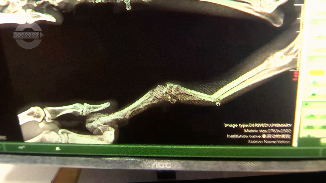 泰迪前腿残疾训练,残疾泰迪能收留吗